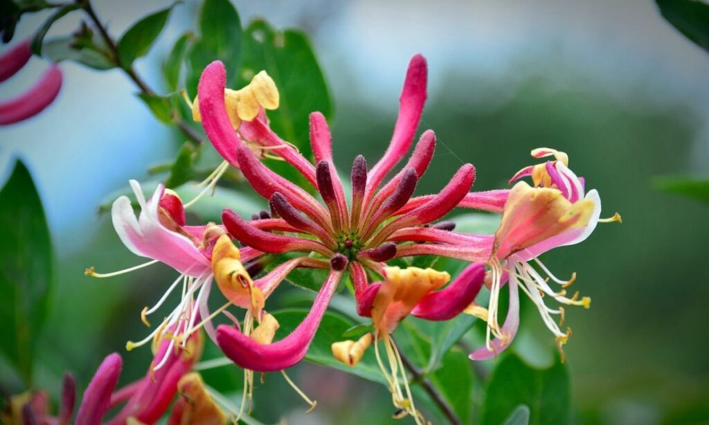 Tout savoir sur la fleur de Bach Honeysuckle