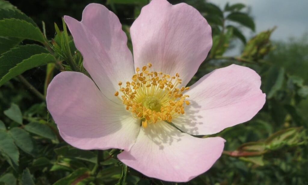 Tout savoir sur la fleur de bach Wild Rose