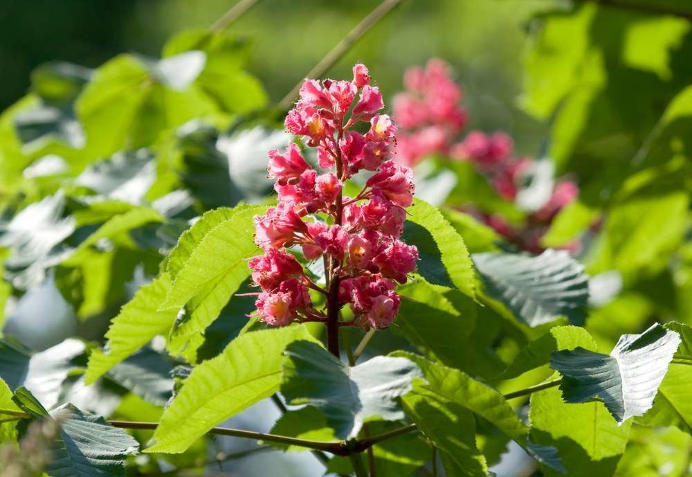 Tout savoir sur la fleur de bach Red Chestnut
