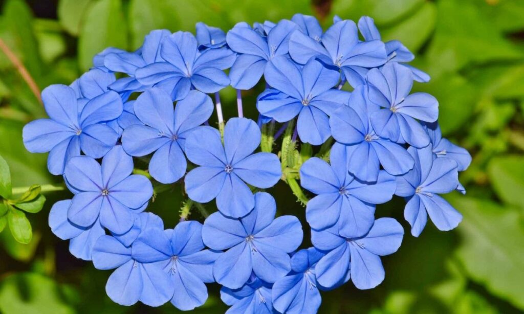 Tout savoir sur la fleur de bach Cerato