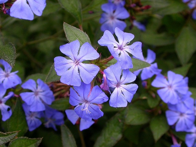 Fleur de Bach Cerato