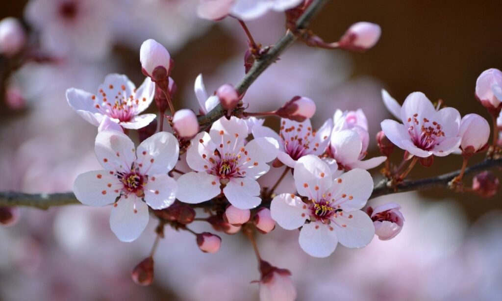 Tout savoir sur la fleur de bach Cherry Plum