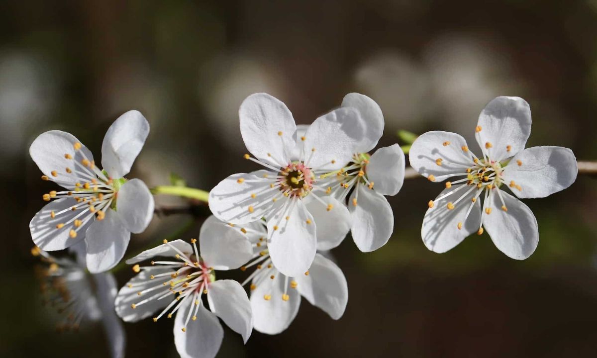 La fleur de bach Cherry Plum