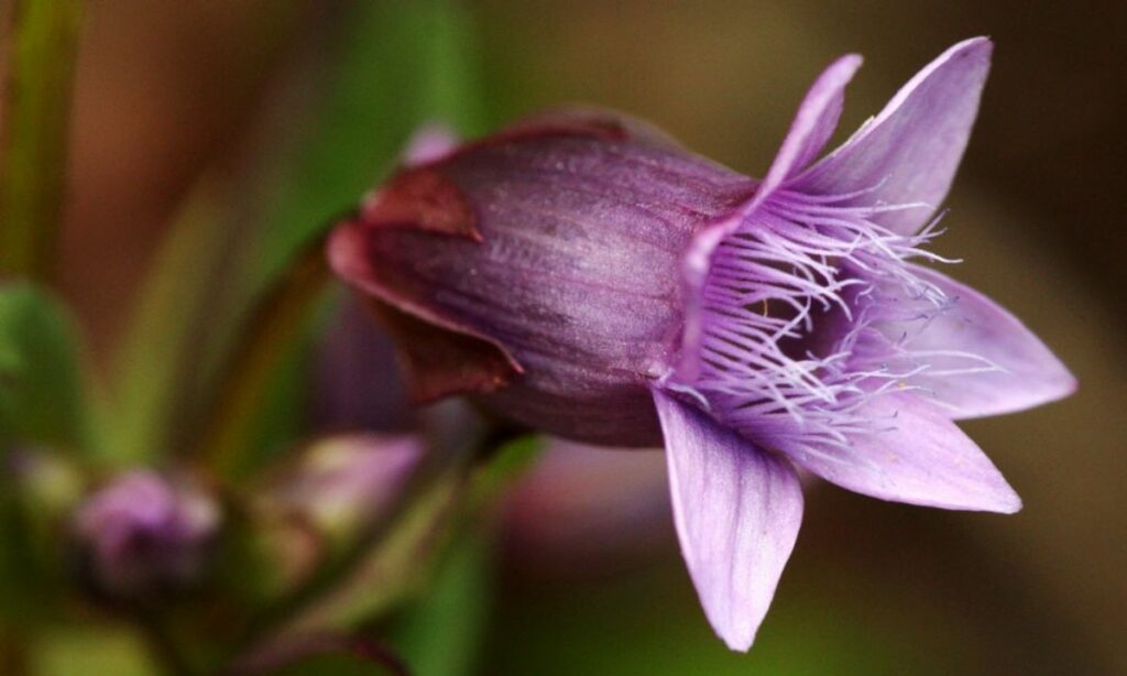 Tout savoir sur la fleur de bach Gentian