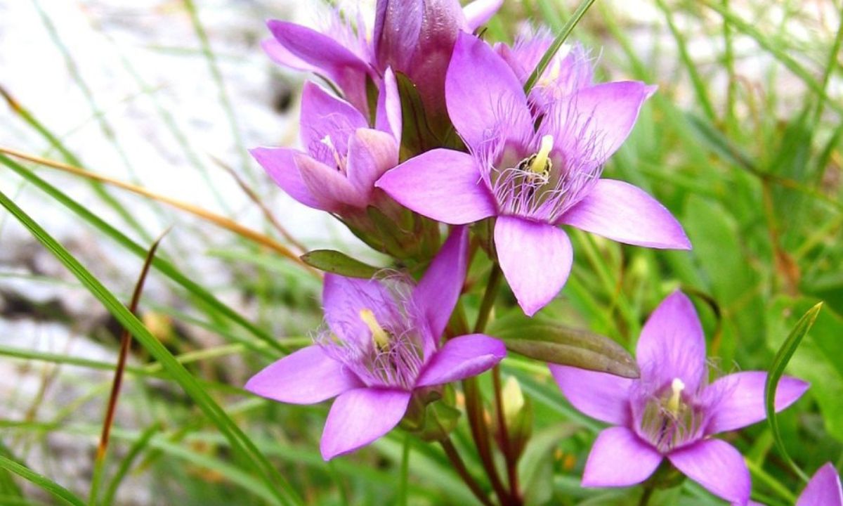 Fleur de bach gentian