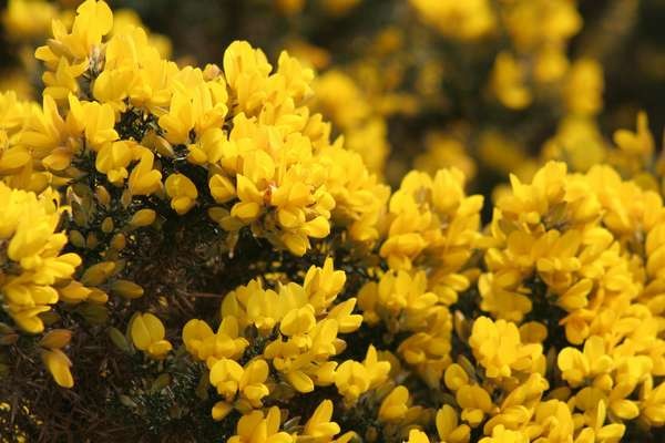 Fleur de bach Gorse