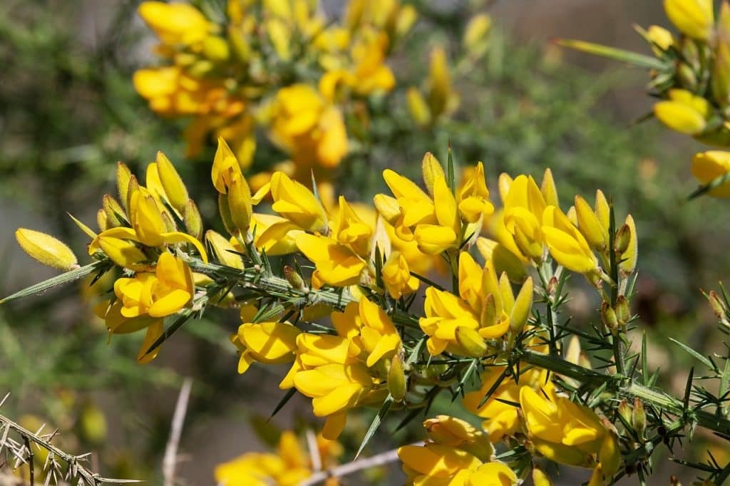 Tout savoir sur la fleur de bach Gorse