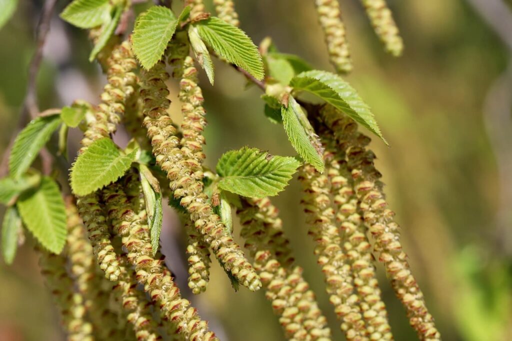 Tout savoir sur la fleur de Bach Hornbeam