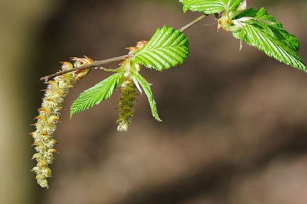 Fleur de bach Hornbeam
