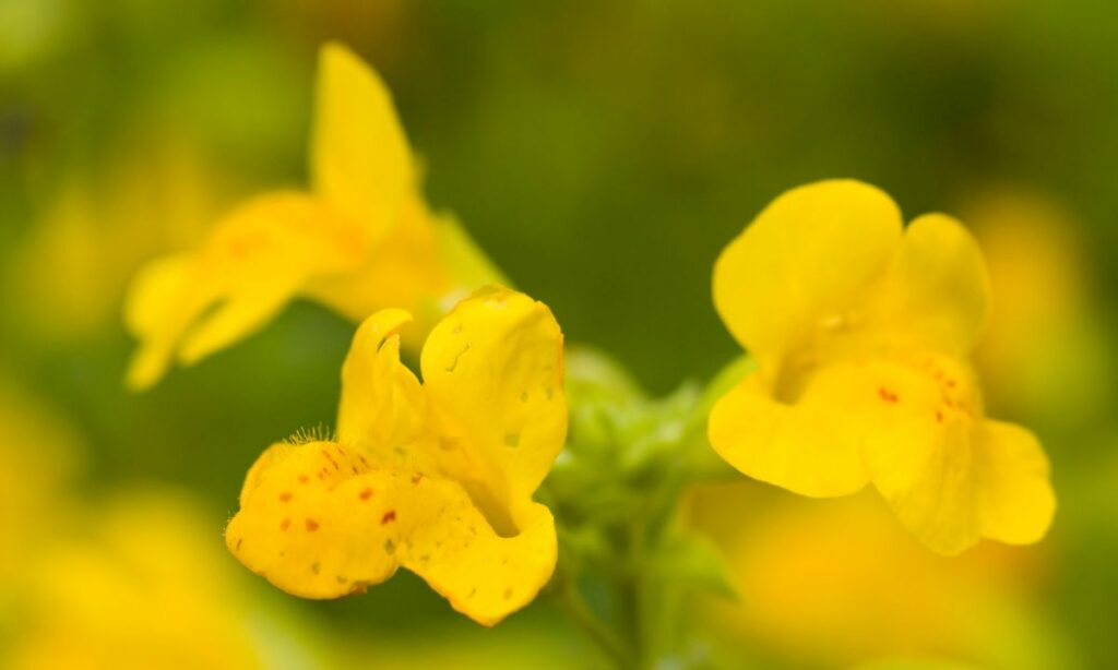 Précautions et contre-indications - Fleurs de Bach Mimulus