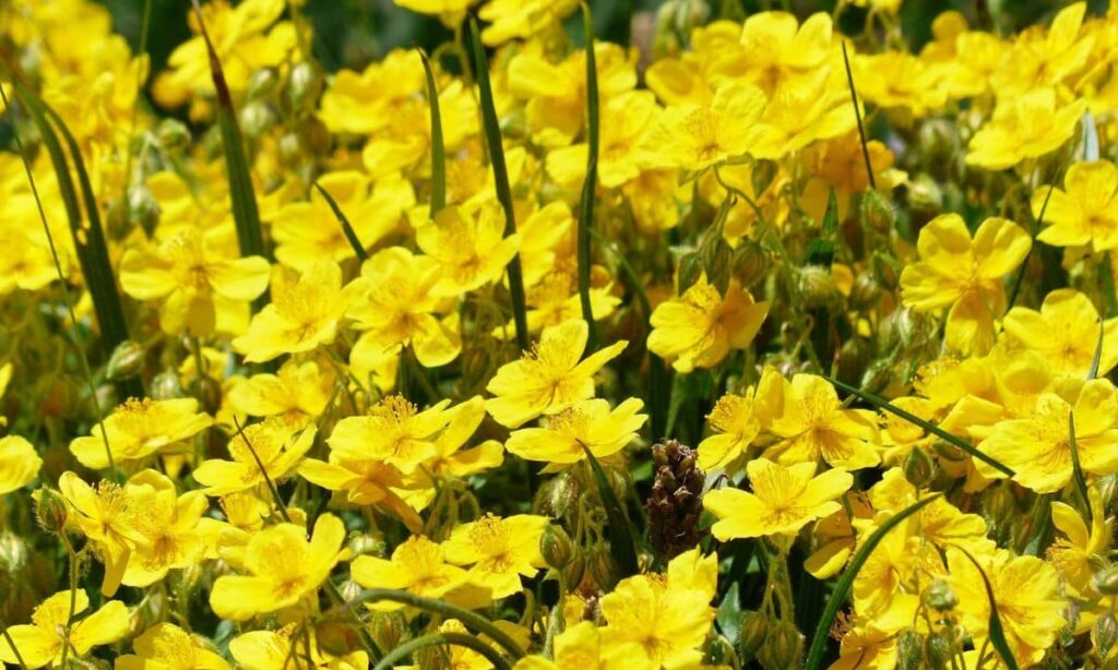 Tout savoir sur la fleur de Bach Rock Rose