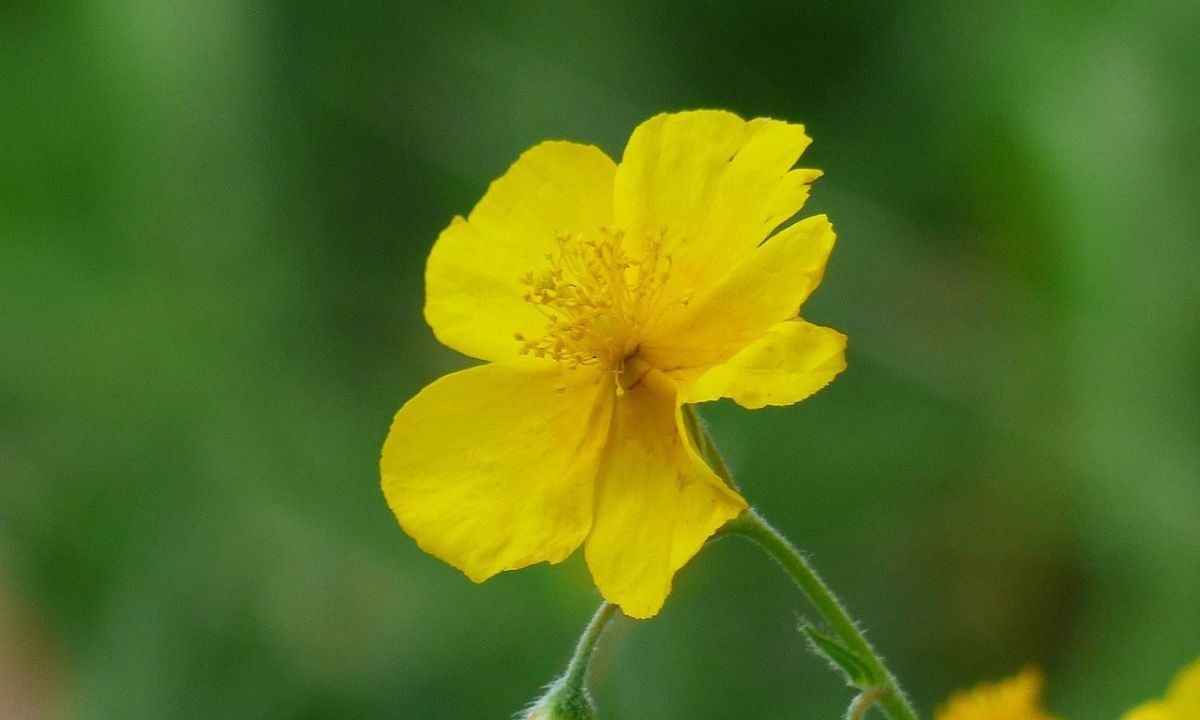 Les precautions avec la fleur de Bach Rock Rose