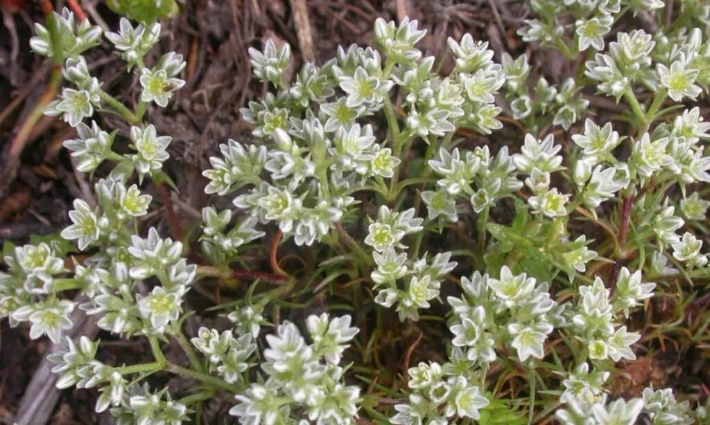 Tout savoir sur la fleur de bach Scleranthus