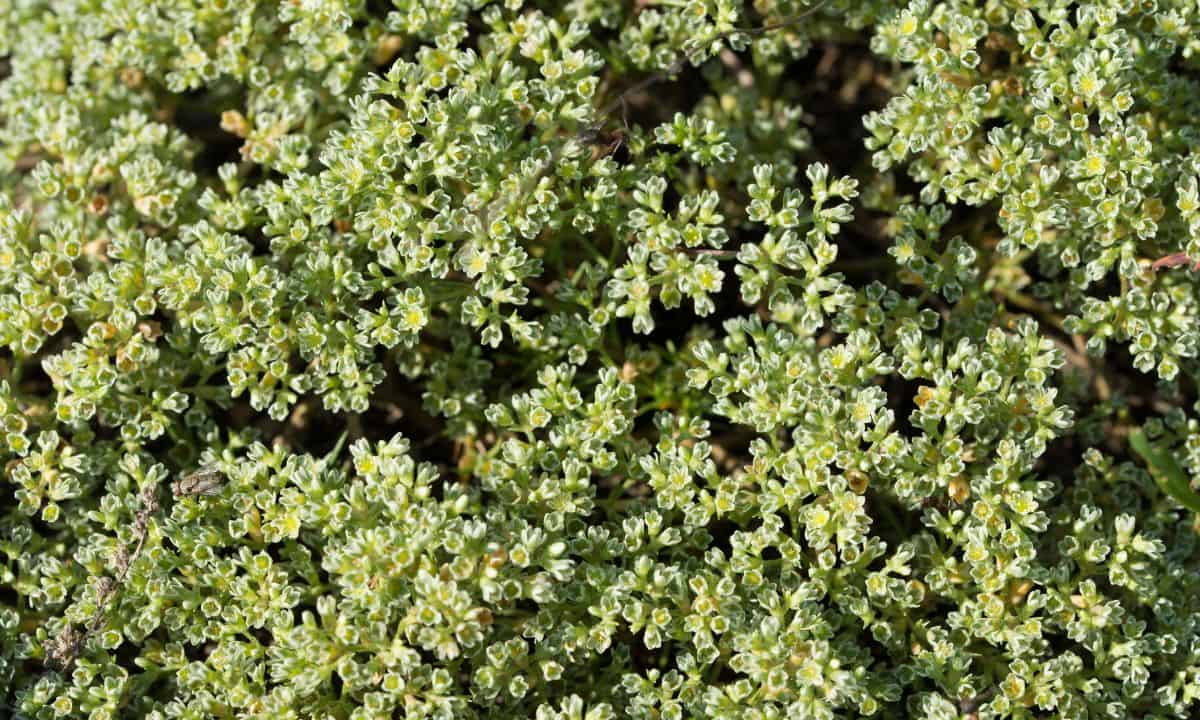 Fleur de bach Scleranthus