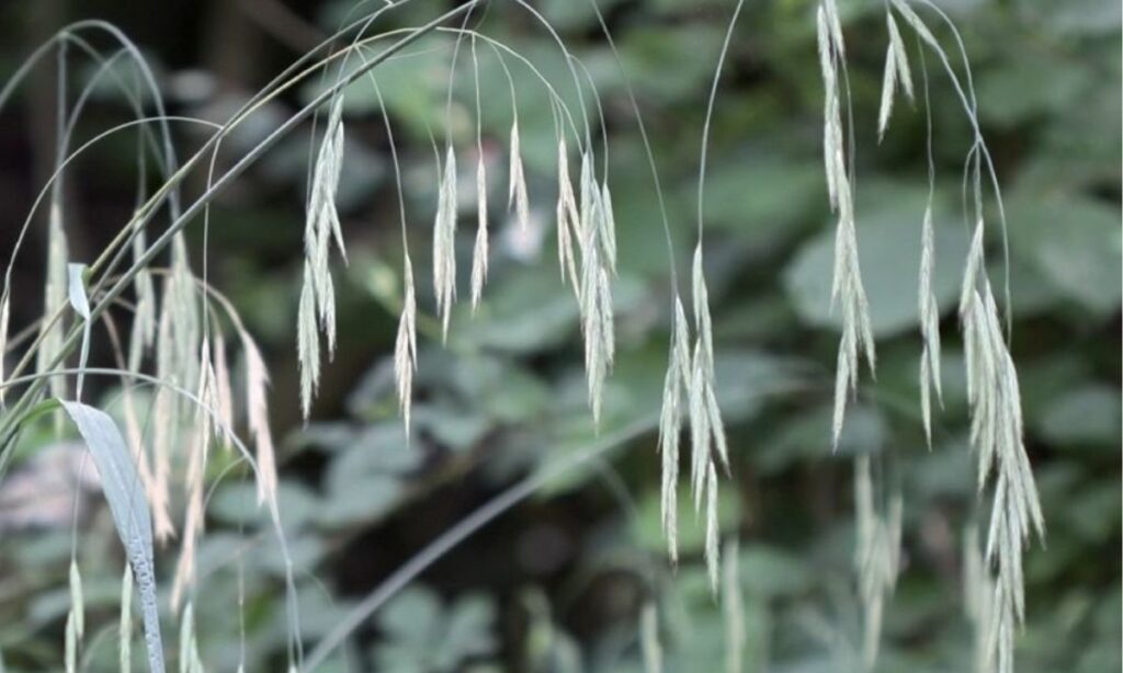 Tout savoir sur la fleur de bach Wild Oat
