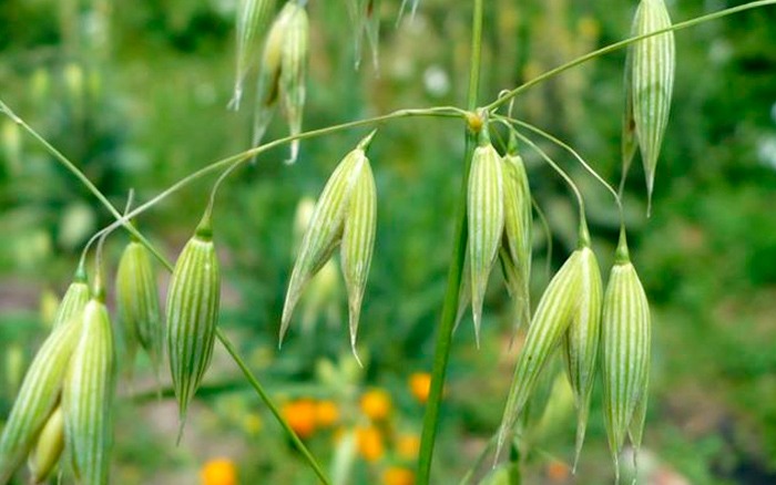 Fleur de bach Wild Oat
