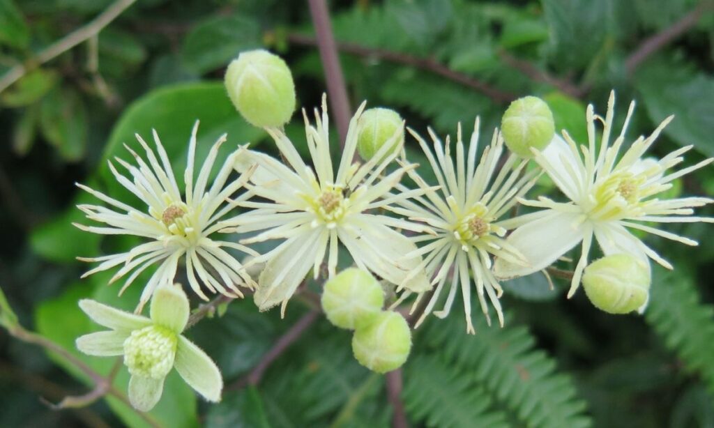 Tout savoir sur la fleur de bach Clematis